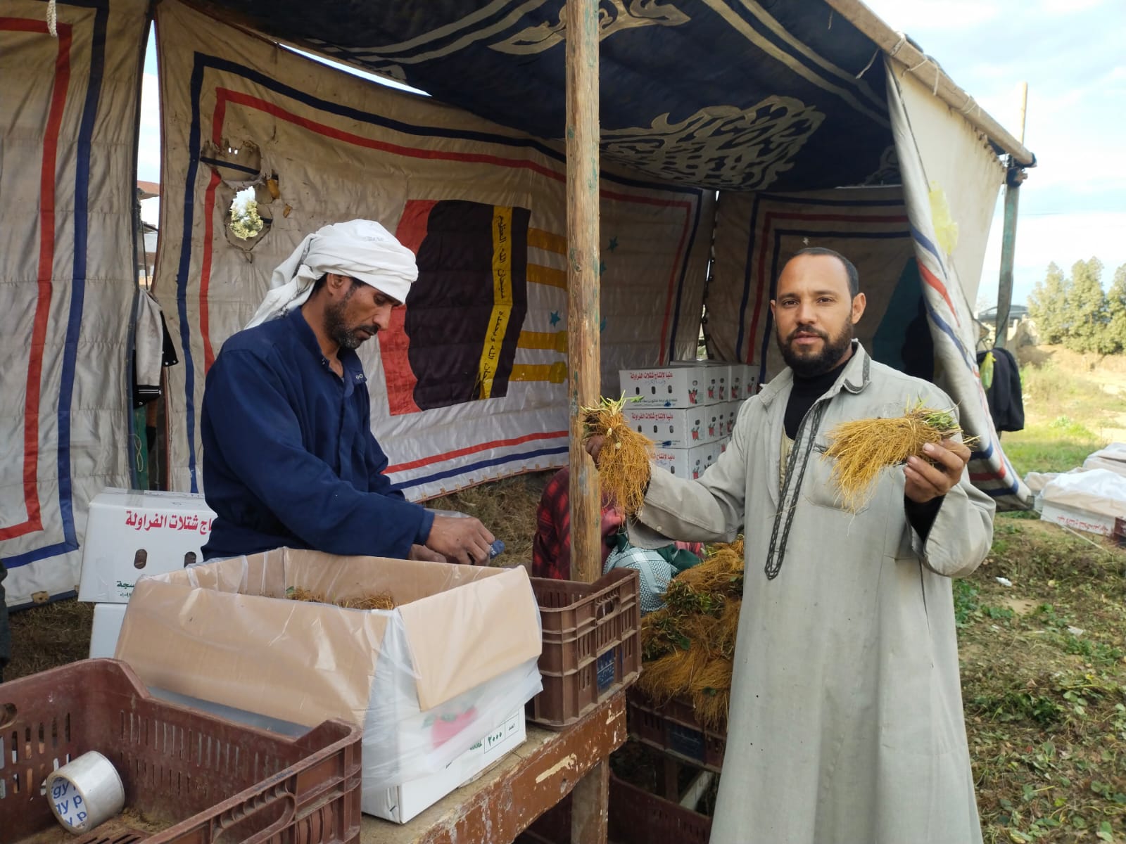 التجهيز لتعبئة الشتلات