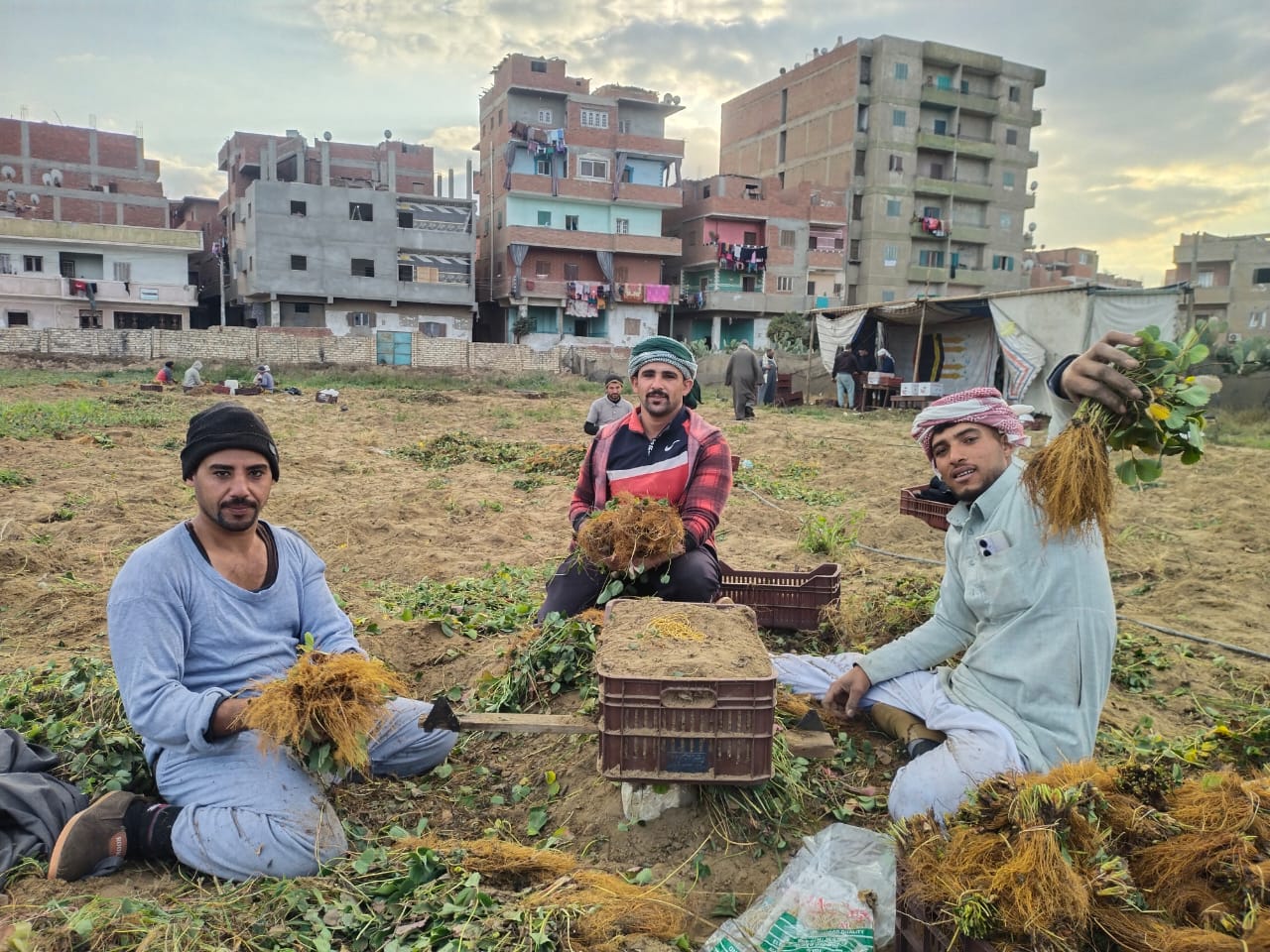 فرحة انتاج الشتلات_1