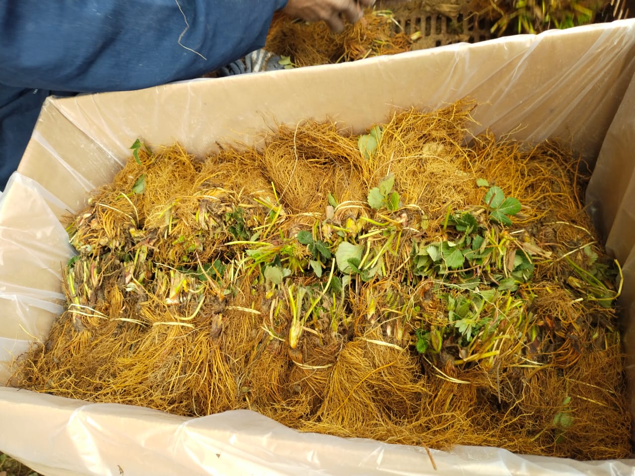 الشتلات أثناء التعبئة