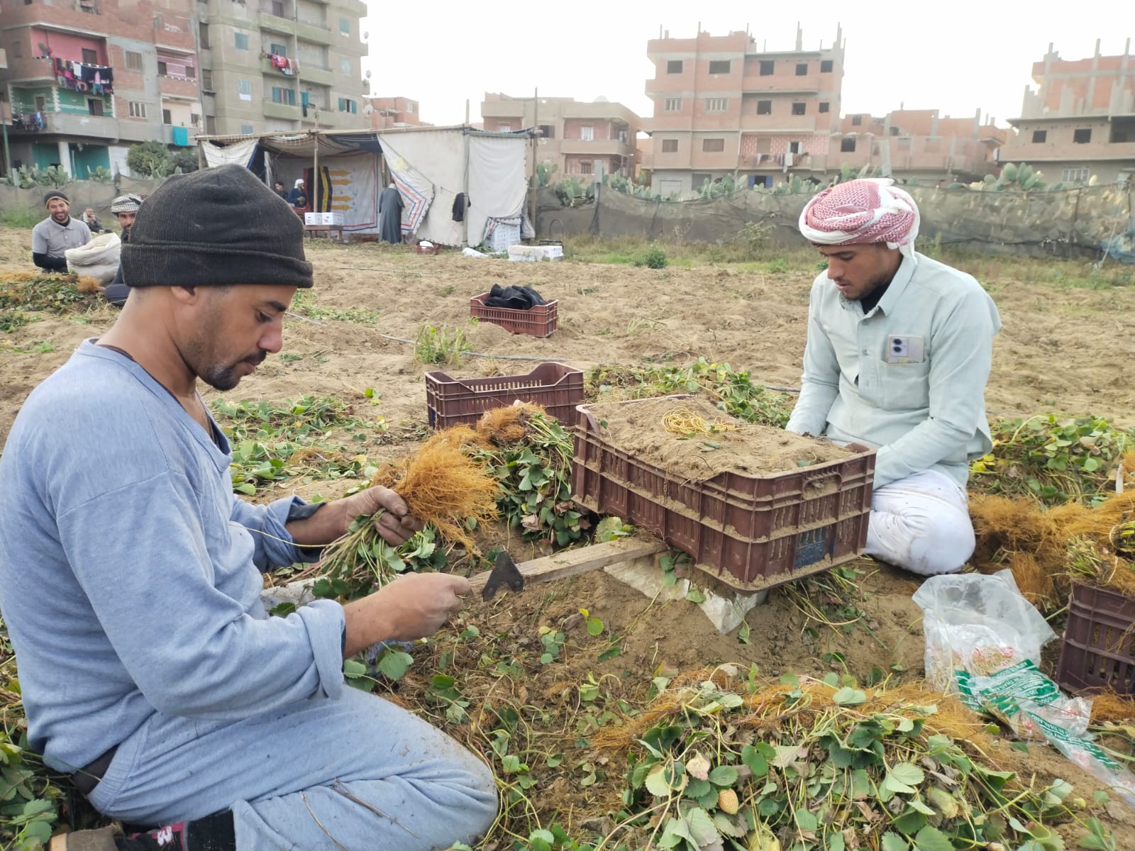 عمالة انتاج الشتلات