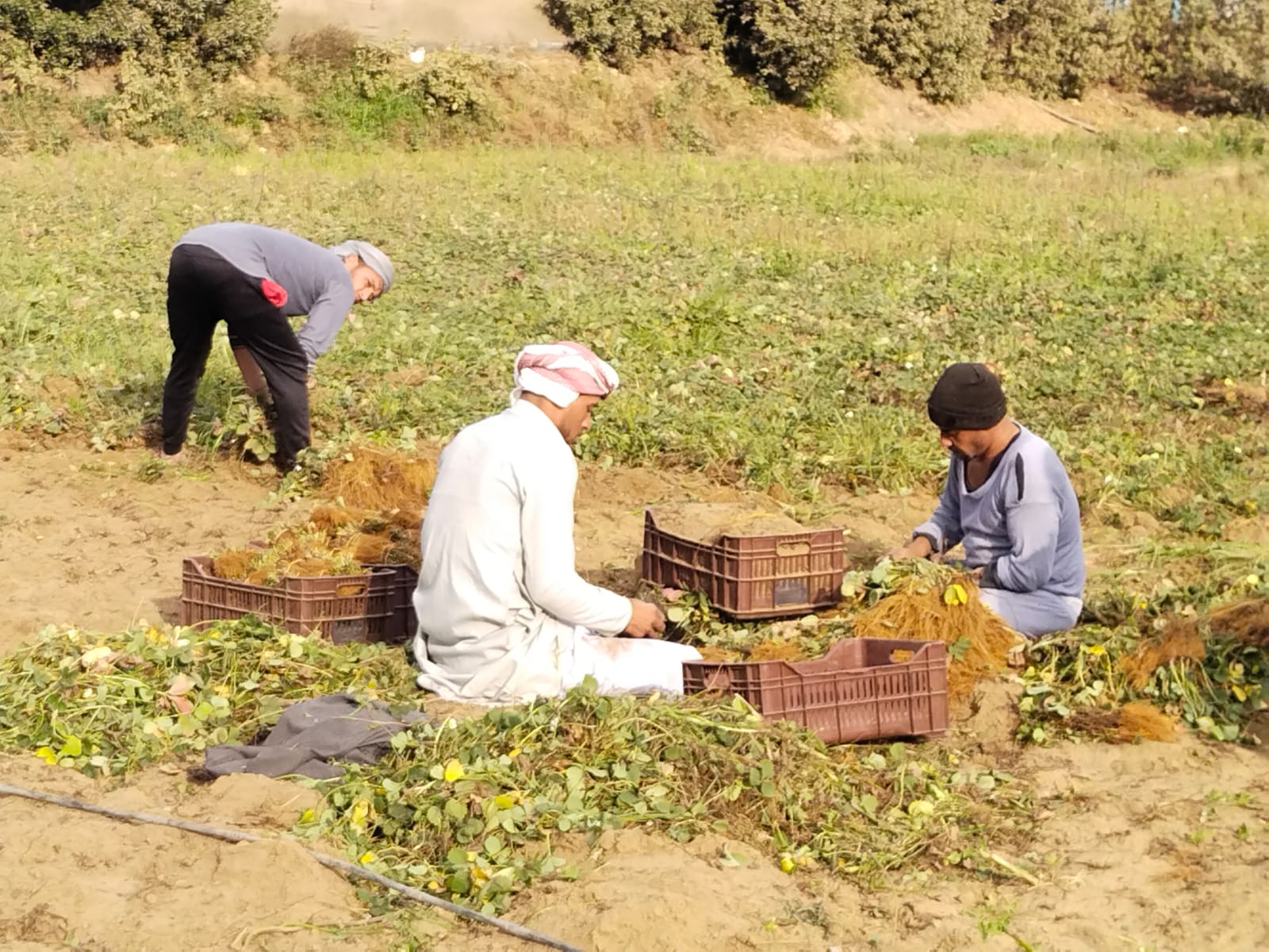 تقليع الشتلات_3