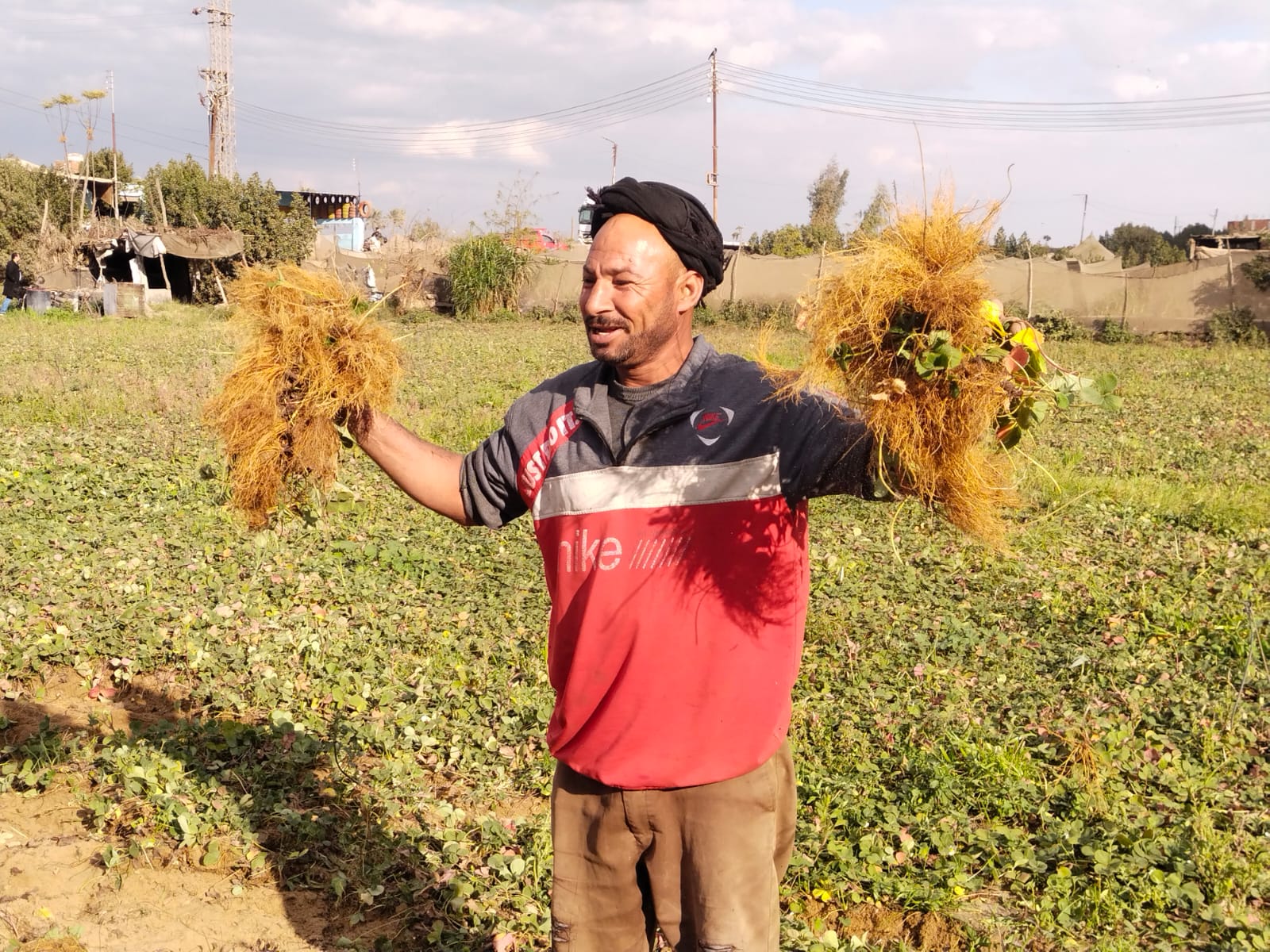 فرحة الزارعين بالشتلات
