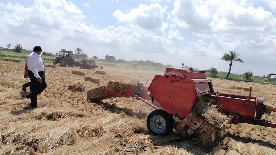 تصنيع علف قش الأرز في  دمياط