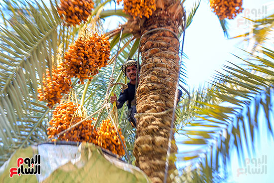 وضع البلح في الطبق