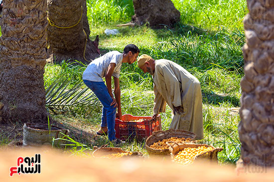 نقل البلح بعد التقطيع