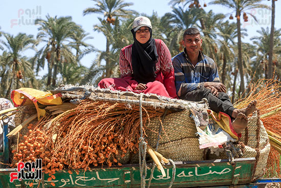 حصاد البلح السيوى