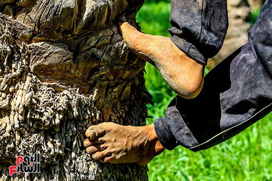 قدم عامل التقطيع