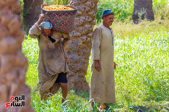 حصاد البلح بقرية الشنباب
