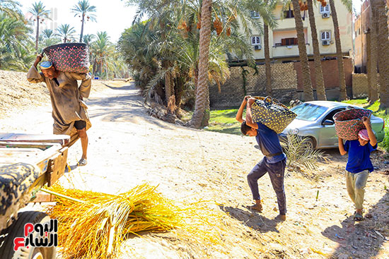 العمال ينقلون البلح السيوى