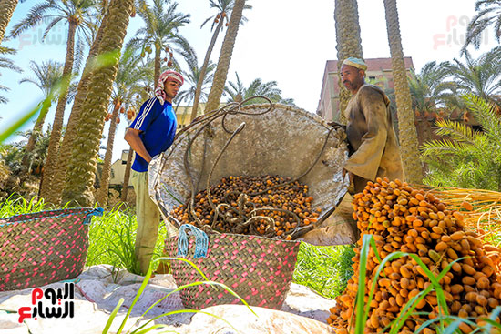 موسم حصاد البلح