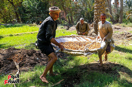 البلح بعد تقطيعه