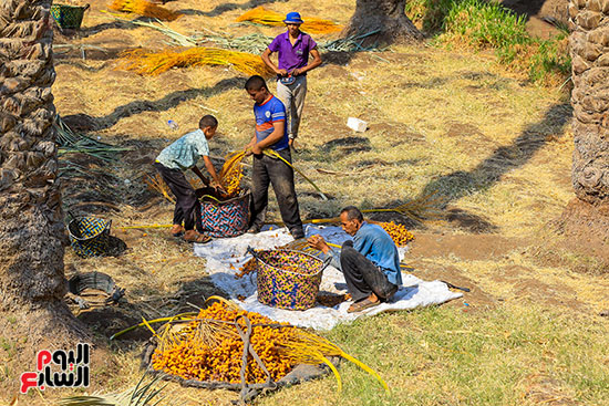 تجميع البلح السيوى