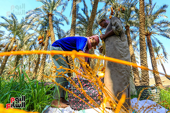 تنقية البلح