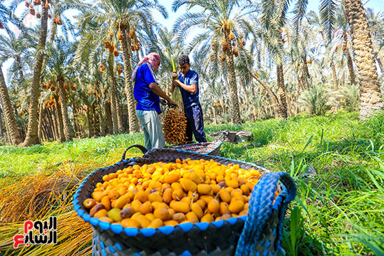 تشوين البلح بعد التقطيع