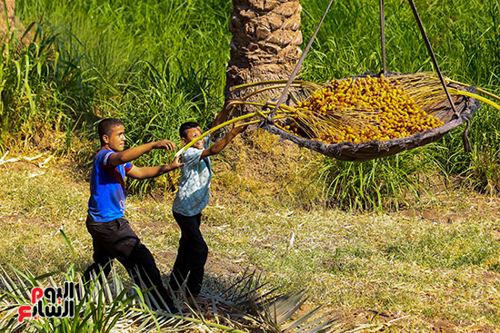 تفريغ البلح