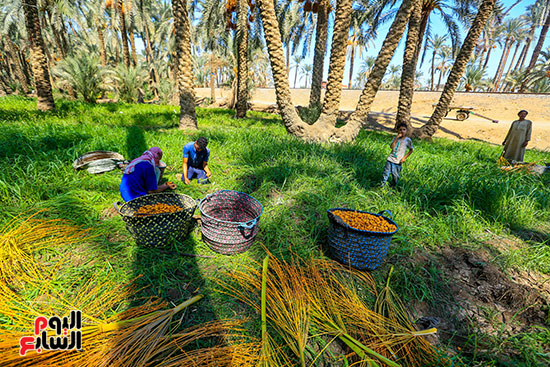 حصاد البلح في قرية المرازيق