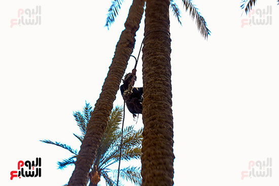 تقطيع البلح السيوى