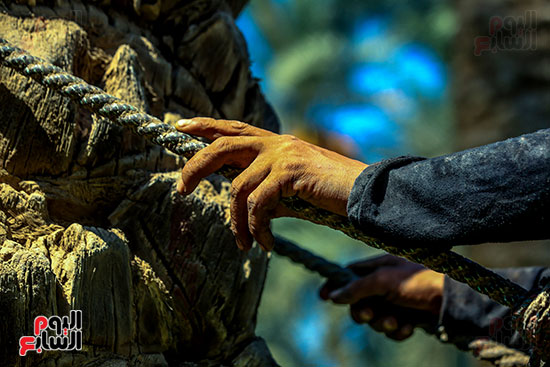 مطلعة تقطيع البلح