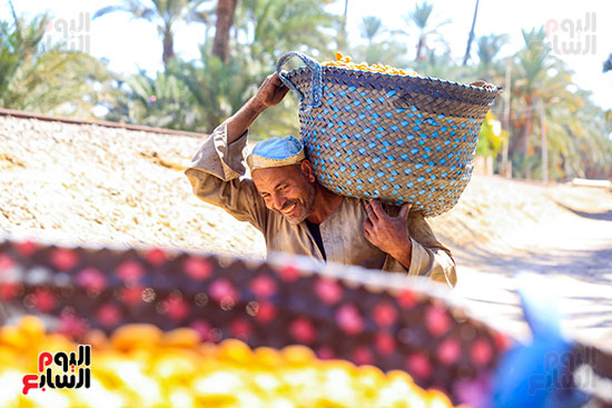 تحميل البلح على العربة