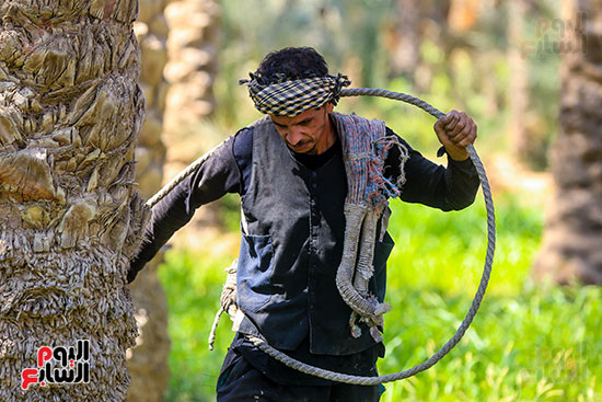 استخدام المطلعة في حصاد البلح