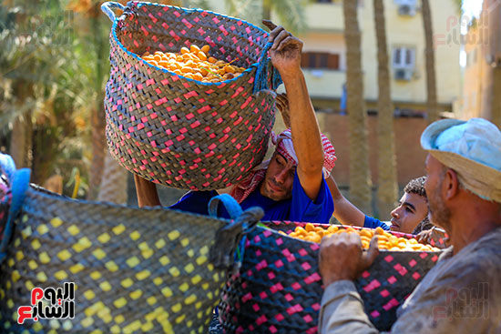 تحميل البلح بعد التقطيع