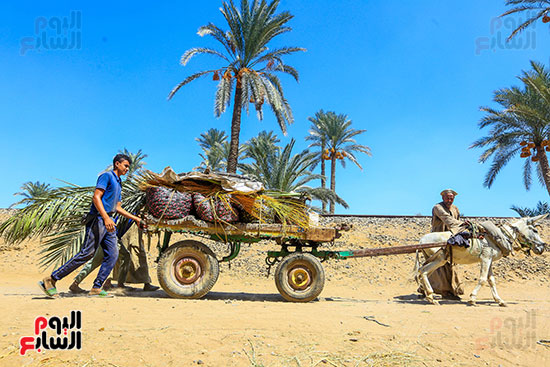 عربة نقل البلح