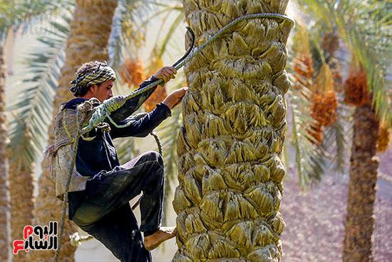 عامل تقطيع البلح (2)