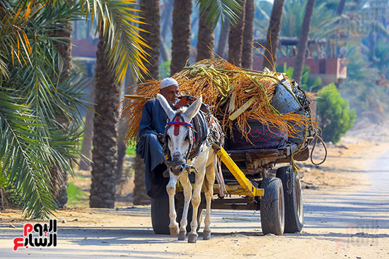 نقل البلح بعد تقطيعه