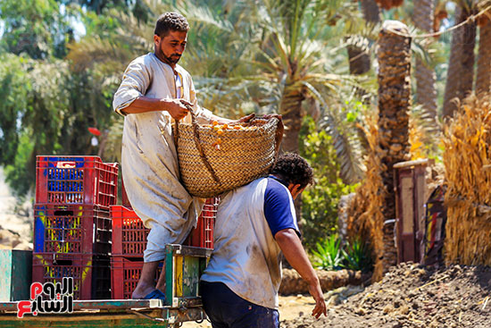 تشوين البلح