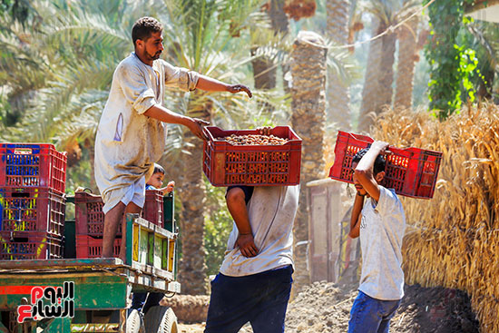 تحميل البلح السيوى