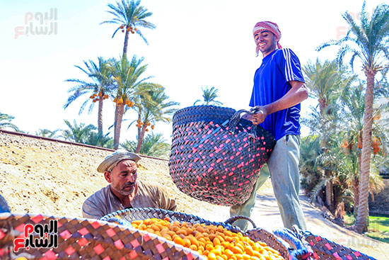 حصاد البلح السيوى (2)