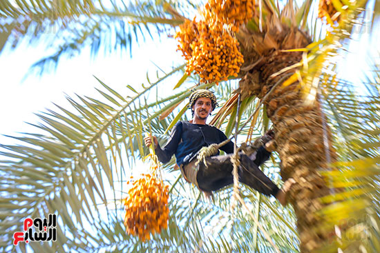 تقطيع النخيل