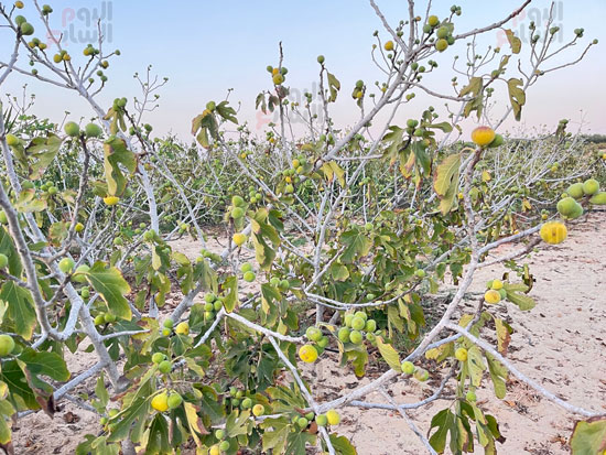 مزارع-التين