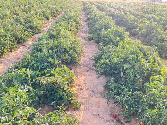 خيرات-الارض