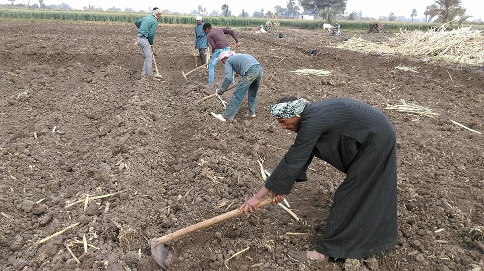 زراعة الأقصر تعلن علاج مساحة 571 فدان من دودة القصب