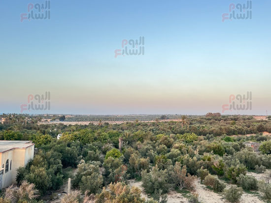 الزيتون-في-كل-المناطق