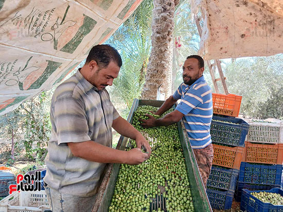 مراحل-تنقية-الزيتون مراحل-تنقية-الزيتون