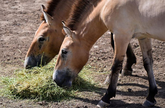 الصين تحتضن ثلث خيول برزوالسكي في العالم (12)