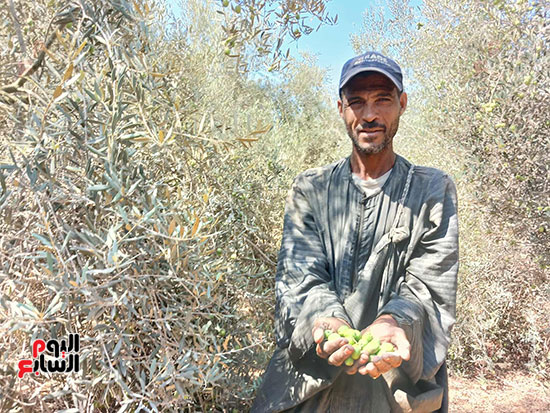 عمال-الحصاد عمال-الحصاد