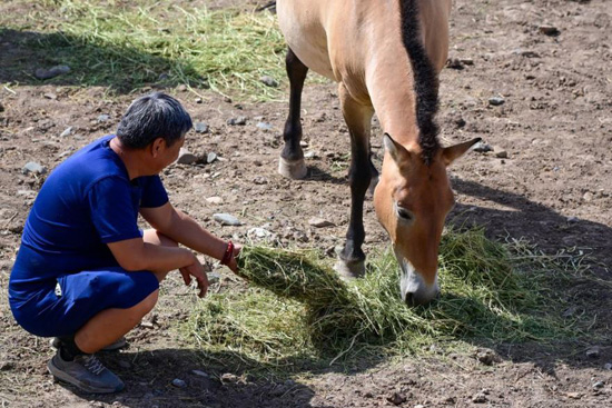 الصين تحتضن ثلث خيول برزوالسكي في العالم (10)
