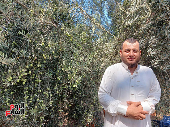 سامح-الطويل---من-تجار-الزيتون سامح-الطويل---من-تجار-الزيتون