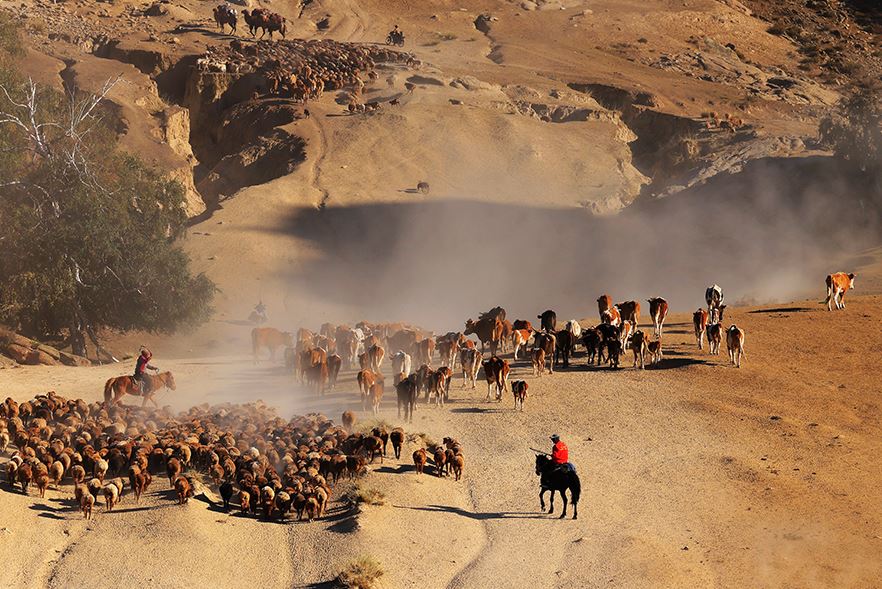 هجرة الحيوانات (4)