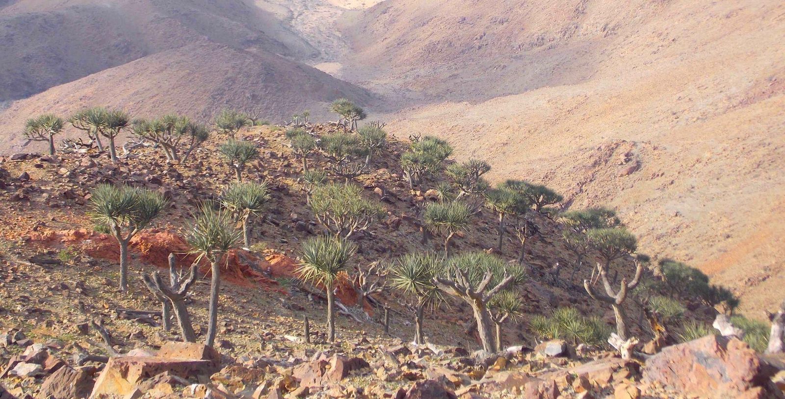 أشجار التنين فوق جبل علبة 