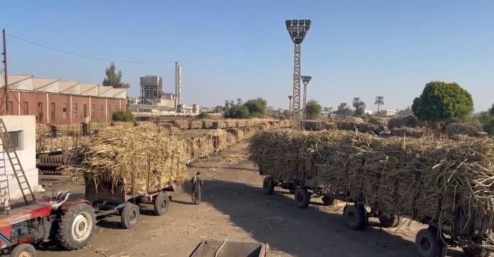 _قاطرات قصب السكر 