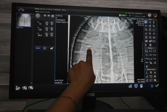 إنقاذ السلاحف البحرية في نيجيريا من التلوث (2)