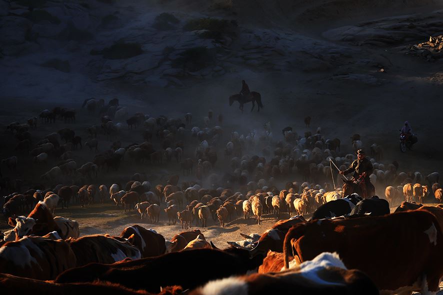 هجرة الحيوانات (2)