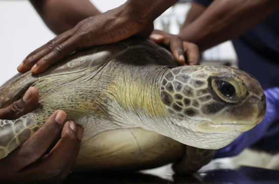 إنقاذ السلاحف البحرية في نيجيريا من التلوث (5)