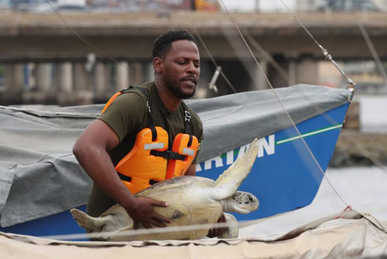 إنقاذ السلاحف البحرية في نيجيريا من التلوث (7)