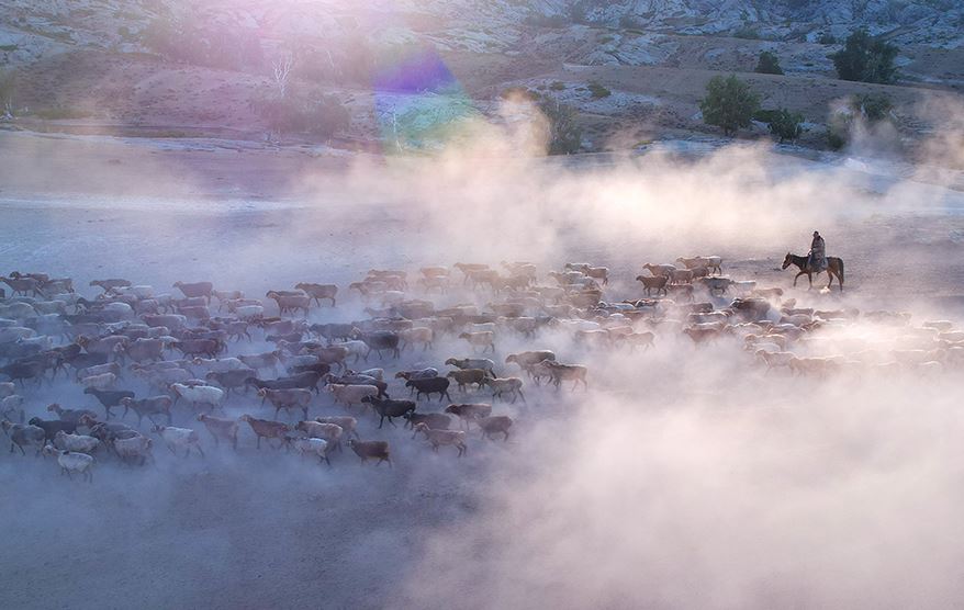 هجرة الحيوانات (1)