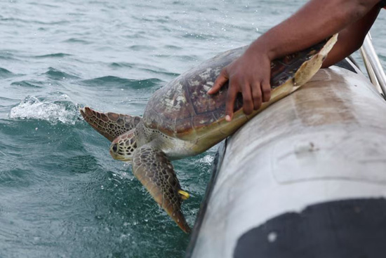 إنقاذ السلاحف البحرية في نيجيريا من التلوث (3)